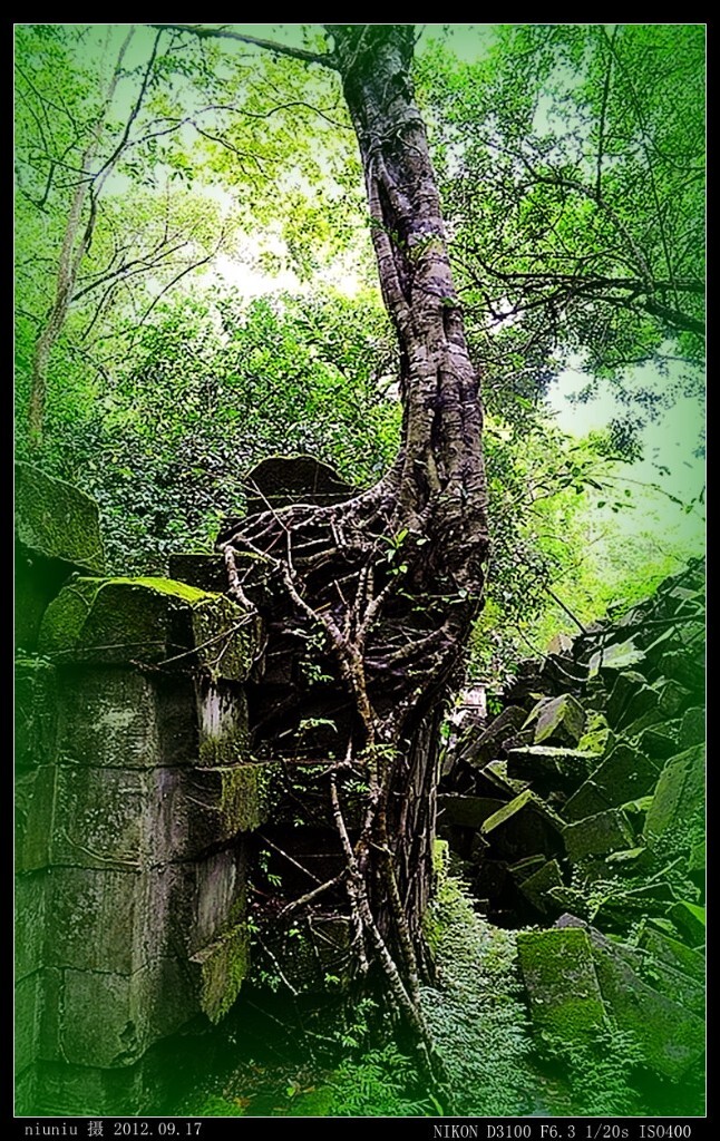 GMxwg-45小吴哥密林景观