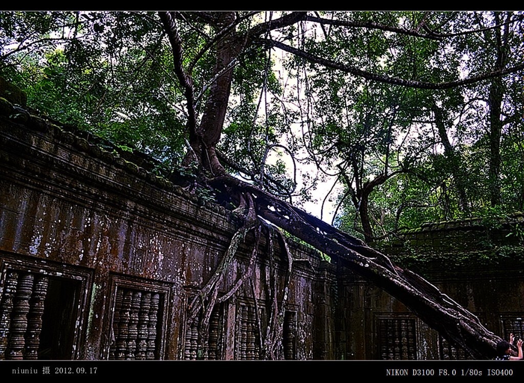 GMxwg-56小吴哥密林景观