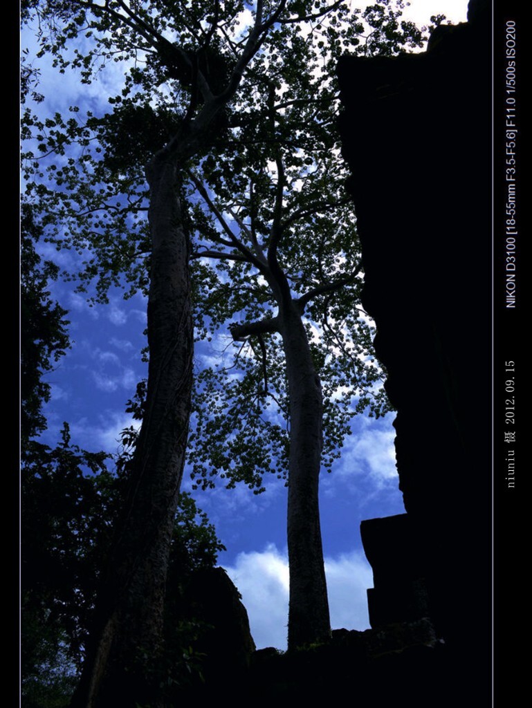 GMdbl-43塔布隆寺参天树