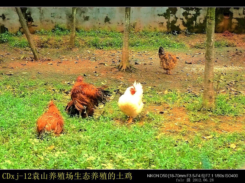 江西鸡养殖市场价格,竹鸡养殖价格高需求量大价格不等
