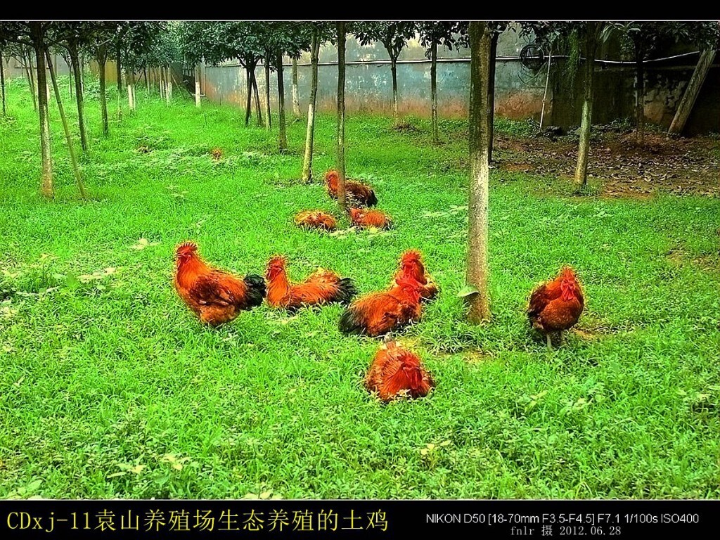 生态土鸡养殖的理由
