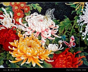 JH-243蝶恋百菊