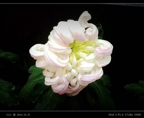 JH-258微红 白玉