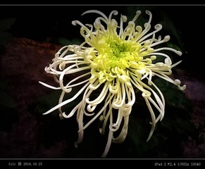 JH-263飘逸翡翠