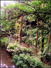 QCS-77又一村浣花园观花