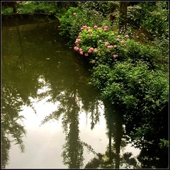 QCS-78又一村浣花园观花