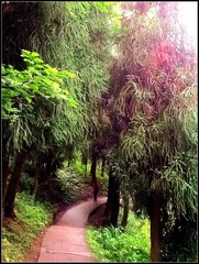 QCS-123白云寺下山的密林小路