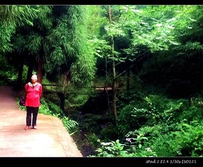 QCS-124白云寺下山的林荫道