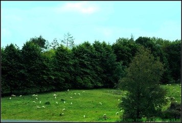 AZ-27澳大利亚草原牧场