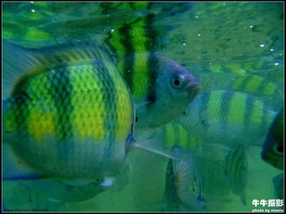 TGPJ_069潜入海底世界拍摄
