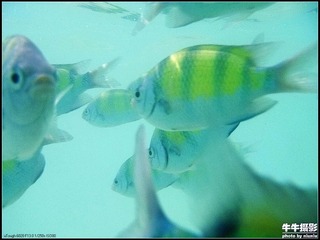 TGPJ_076和谐的海底鱼乐世界