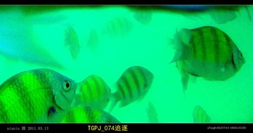 TGPJ_074追逐