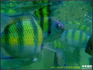 TGPJ_069潜入海底世界拍摄