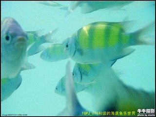 TGPJ_076和谐的海底鱼乐世界