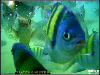 TGPJ_070在海底与鱼亲密接触