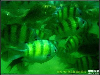 TGPJ_071在你面前游过