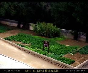 SXya-48毛泽东种植的菜园