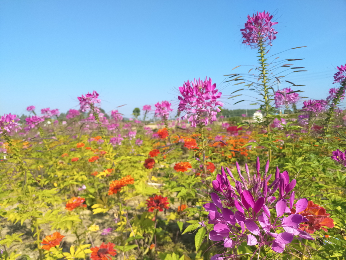 汕尾市汀洲花海世界美