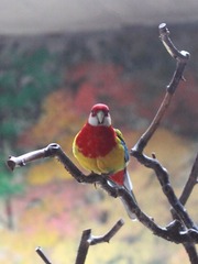 鹦鹉