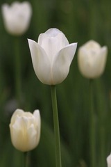 郁金香