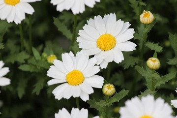 野菊