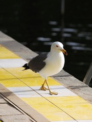 鸥