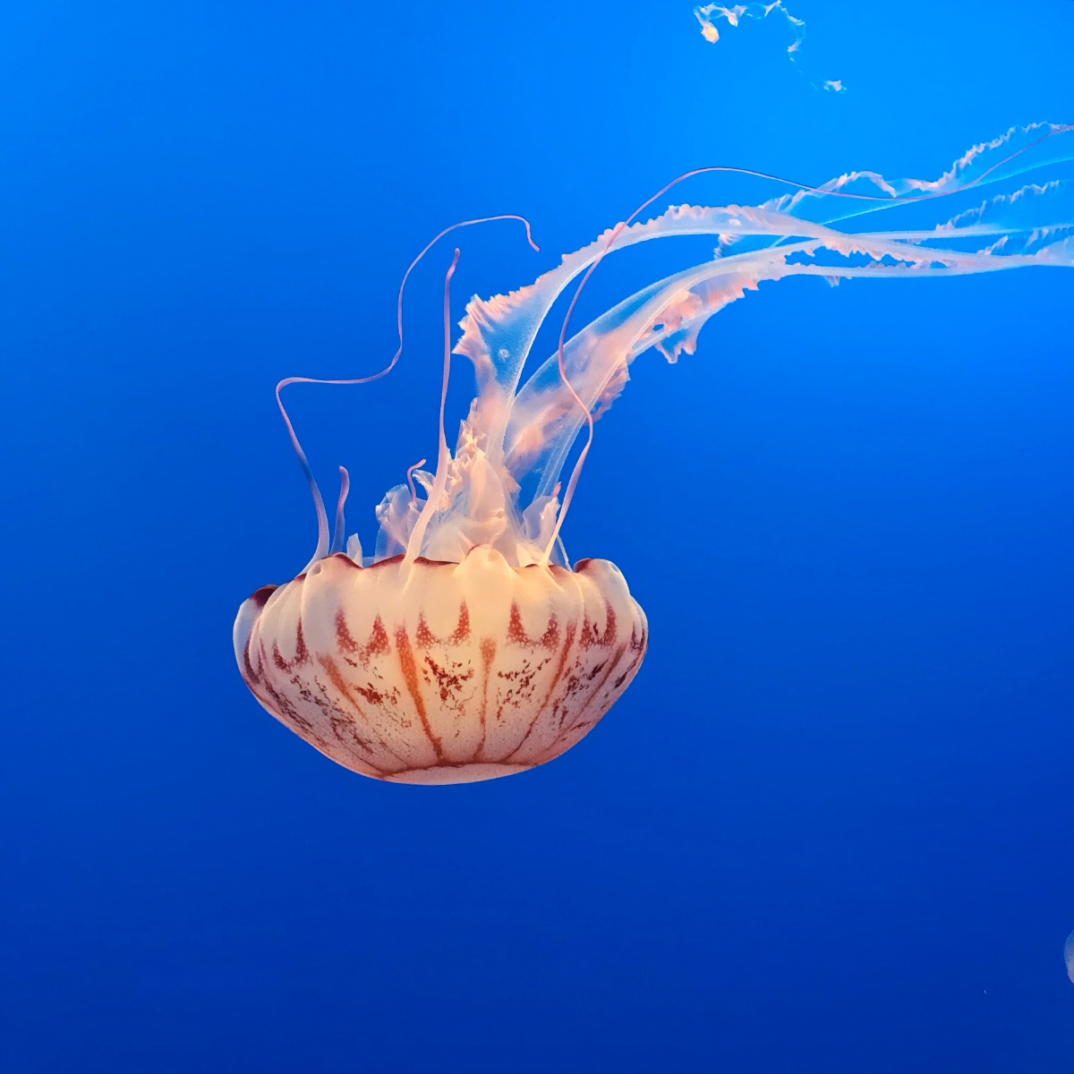 海底世界小鱼水母珊瑚水生物