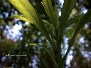 20090408-R0013578