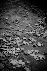 20091205-DSC_0529
