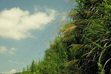 _DSC0541