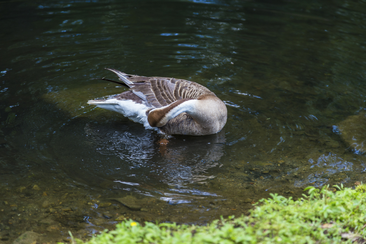 大雁戏水大雁煽动翅膀
