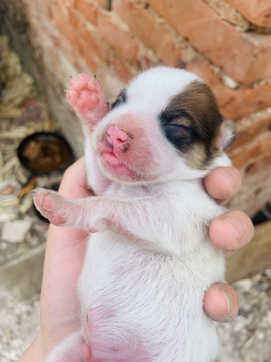 睡意朦胧的小狗仔