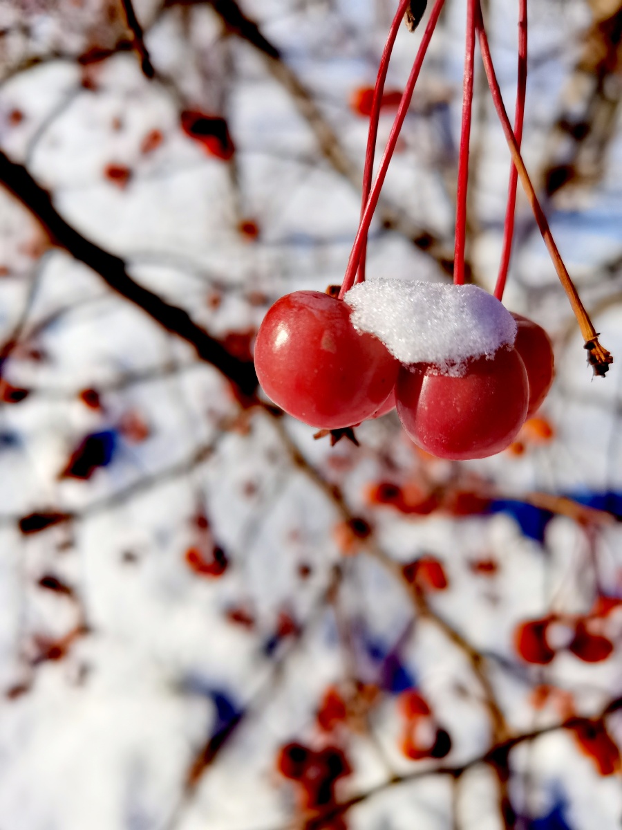 哪里又下雪了冬季支樱桃木季节#浆果雪#霜树果实#花楸树还没有人打赏
