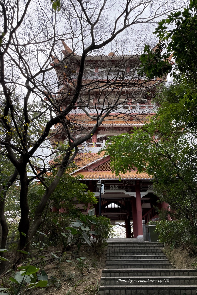 来广州数十年了,居然是第一次在麓湖聚芳园山上的鸿鹄楼看广州乔 