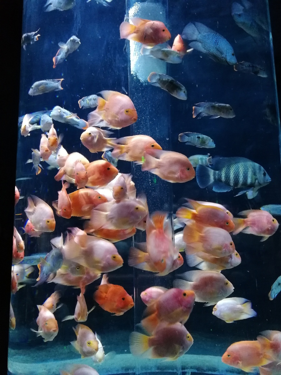 水族馆 - 小象席地而坐