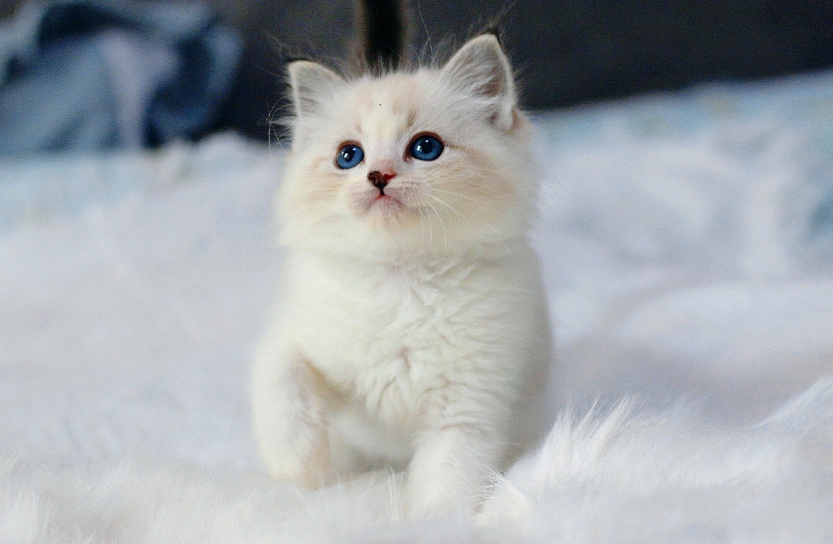 萌化了的布偶猫小奶猫