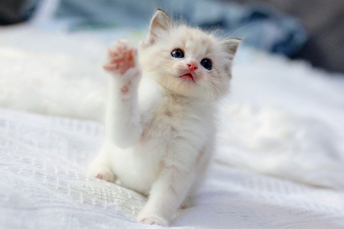 萌化了的布偶猫小奶猫