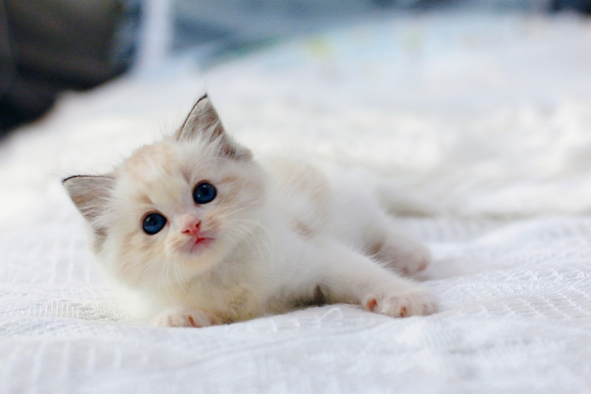 萌化了的布偶猫小奶猫