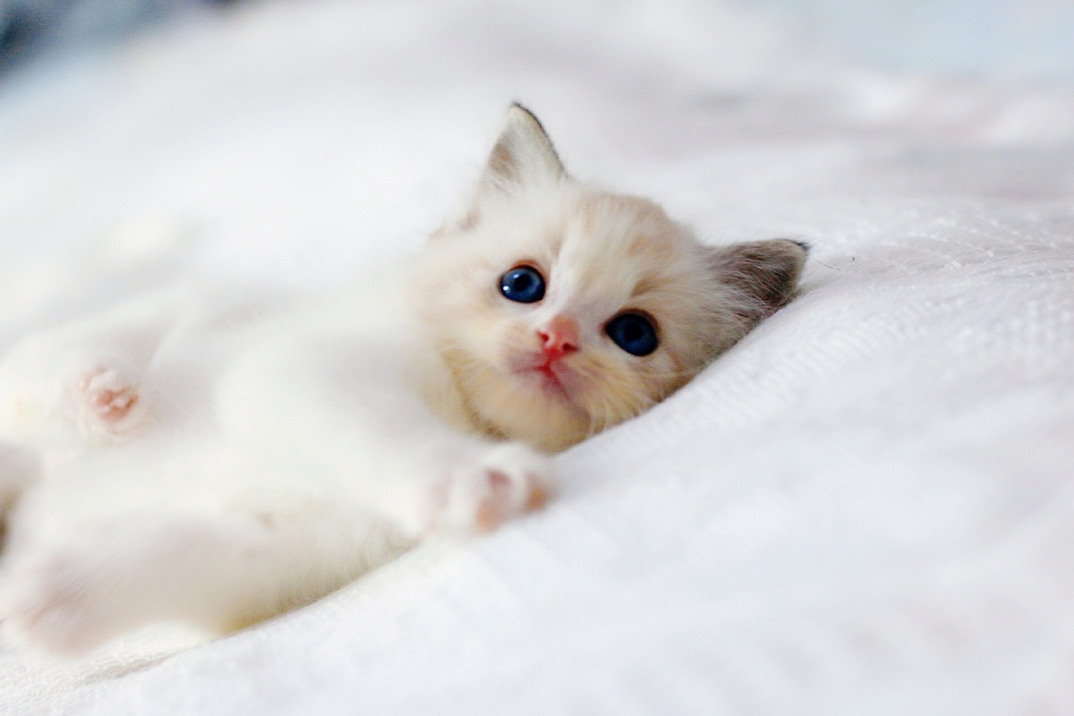 萌化了的布偶猫小奶猫