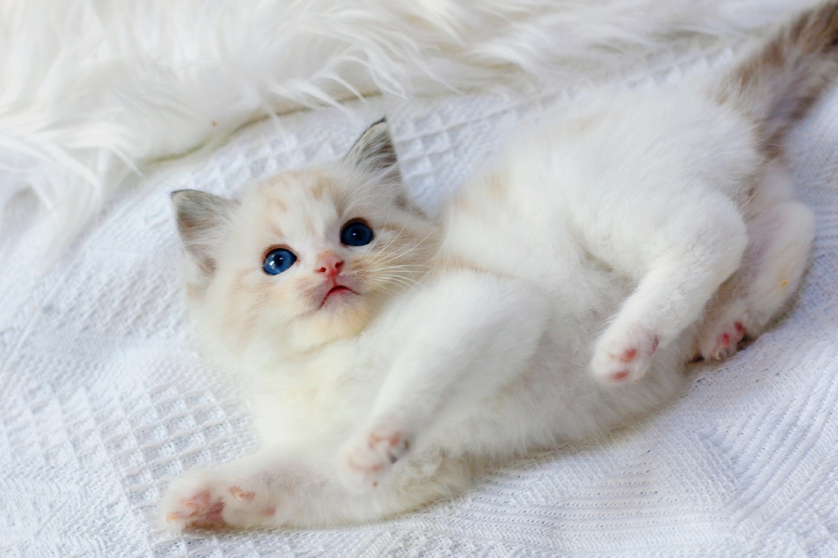 萌化了的布偶猫小奶猫