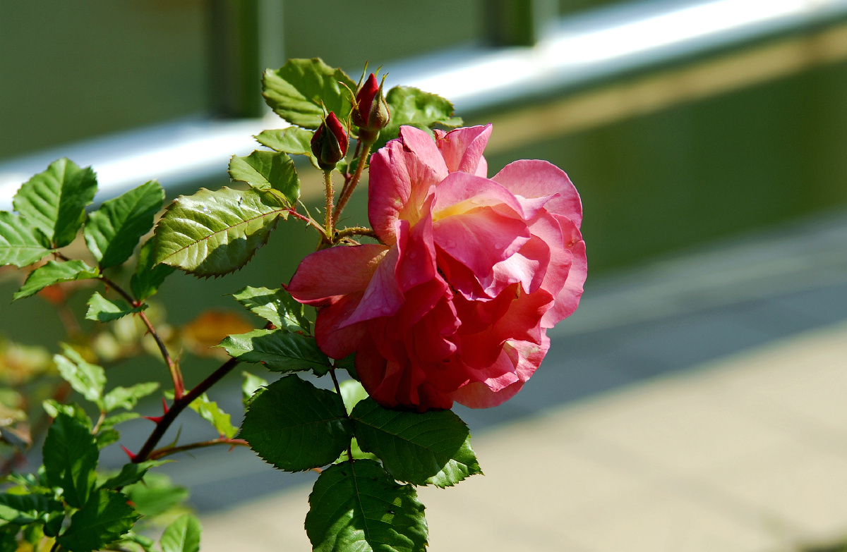 今日立夏,首批月季花应季开放. - 望风柳影 - 图虫