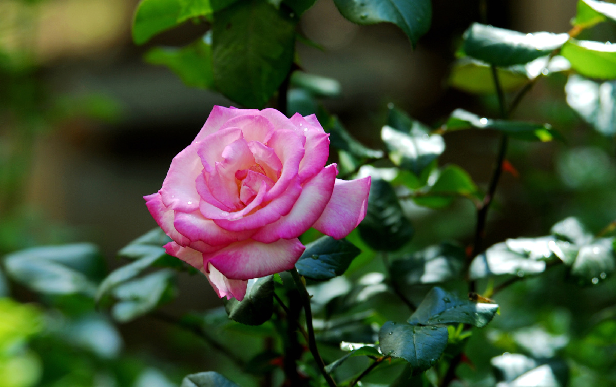 今日立夏,首批月季花应季开放. - 望风柳影 - 图虫