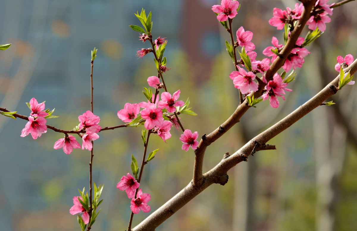 窗外桃花两三枝. - 望风柳影 - 图虫