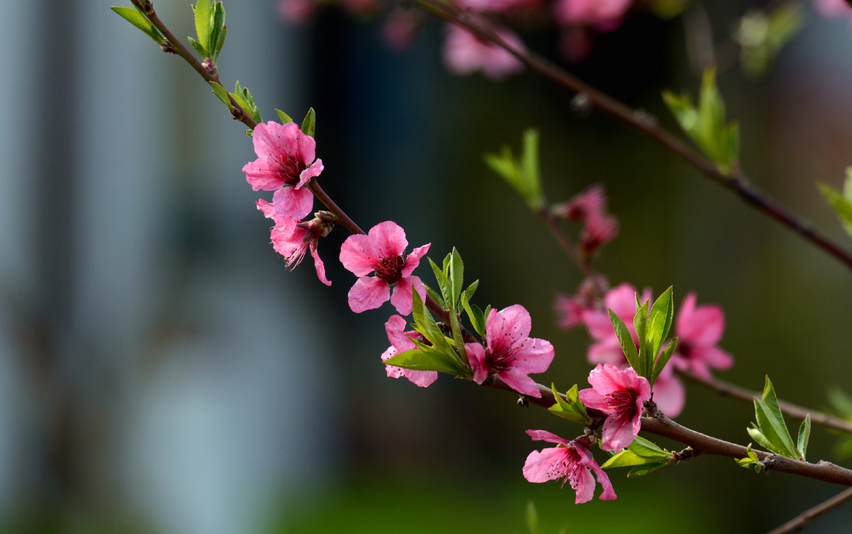 窗外桃花两三枝. - 望风柳影 - 图虫