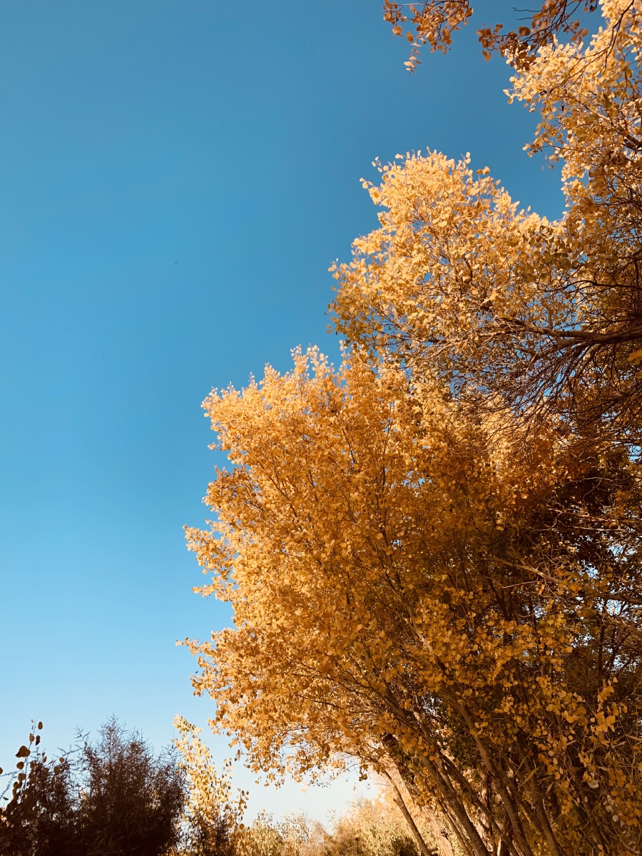 巴楚县夏天胡杨