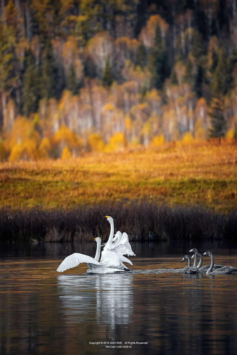 11211127图虫一周精选
