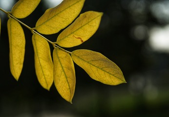 2705377