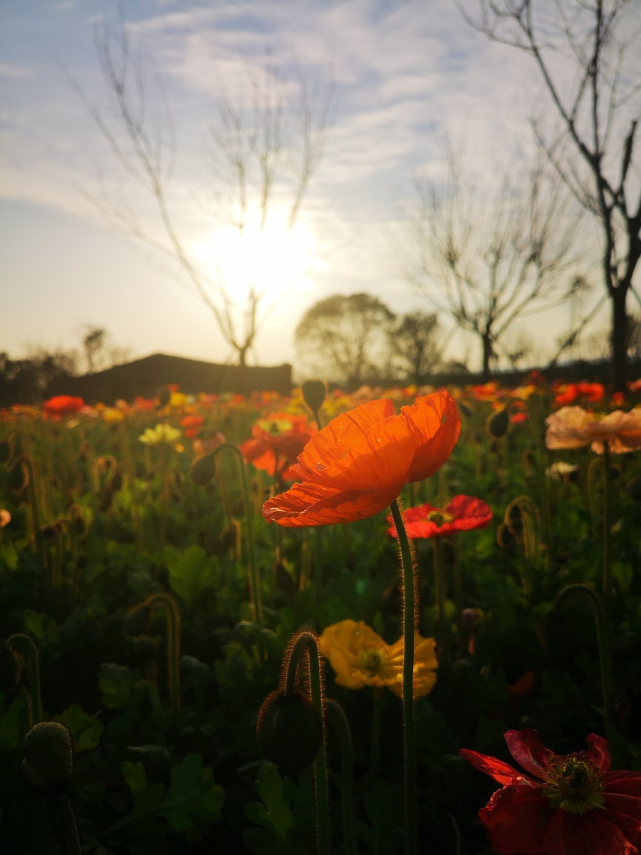 夕阳下的虞美人