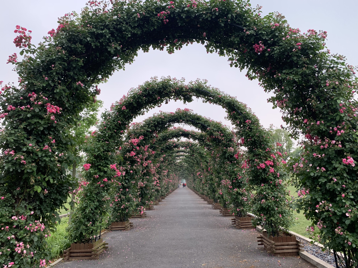 广富林郊野公园蔷薇花长廊