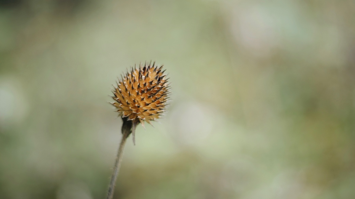 森林里的小刺头